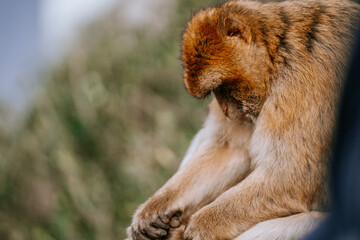 Gibraltar, Britain - January 24, 2024 - Close-up of a Barbary macaque grooming itself with a blurred green background.
