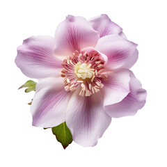 Naklejka premium Helleborus flower isolated on transparent background