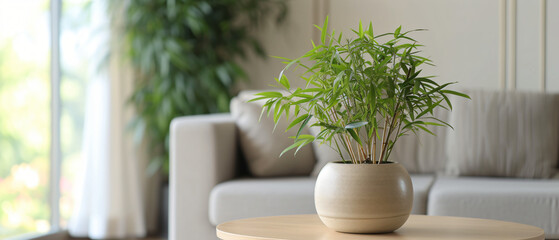 Pot with bamboo plant