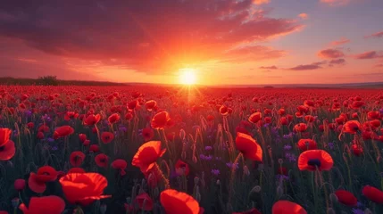 Gardinen Beautiful field of poppy flowers at dawn © olegganko