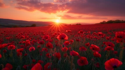 Fototapeta na wymiar Beautiful field of poppy flowers at dawn