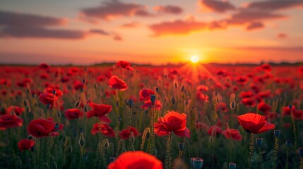 Beautiful field of poppy flowers at dawn