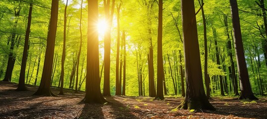 Enchanting silent forest in spring with beautiful sun rays as magical background