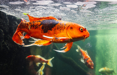 Group of Carp Coi Fish Swimming in an Aquarium