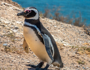 Closeup of a Magellan penguin on the stunning coast of the Valdés Peninsula Nature Reserve,...