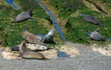Obraz premium Large colonies of young Elephant Seals moulting their skins on the shores of the Valdés Peninsula, Patagonia, Argentina.