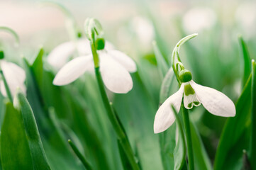 Fototapeta premium snowdrops. View of spring flowers in a clearing in the forest. New fresh snowdrop blooms on a beautiful morning with sunshine. Wildflowers in nature. Blooming spring