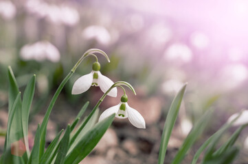 snowdrops. View of the spring flowers in the park. New fresh snowdrop blossom on beautiful morning with sunlight. Wildflowers in the nature