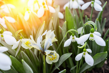 snowdrops and iris flower. View of spring flowers in a clearing in the forest. A new fresh snowdrop blooms on a beautiful sunny morning. Wildflowers in nature. Blooming spring - obrazy, fototapety, plakaty