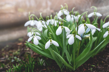 snowdrops. View of spring flowers in a clearing in the forest. New fresh snowdrop blooms on a beautiful morning with sunshine. Wildflowers in nature. Blooming spring