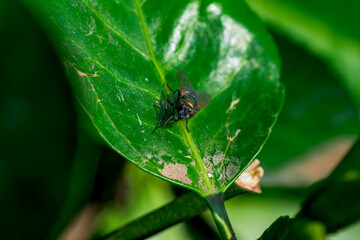 Insectos, abejas, mariquitas y avispas en el bosque de Madrid