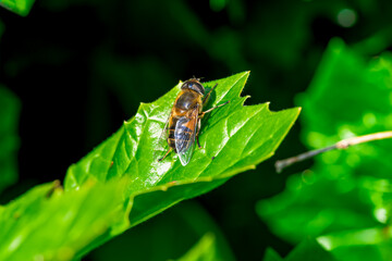 Insectos, abejas, mariquitas y avispas en el bosque de Madrid