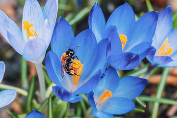 Beautiful macro shot of a bee on a blooming blue spring crocus Crocus vernus with visible orange pollen in bright sunlight in early spring.