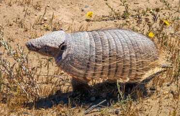 Patagonian armadillo foraging the deserts of the Valdés Peninsula Nature Reserve, Chubut, Patagonia, Argentina