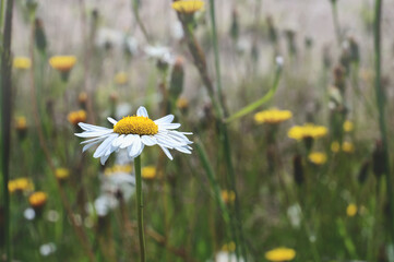 A lone flower of field daisy. spring blooming meadow plants in the wild. Plant background