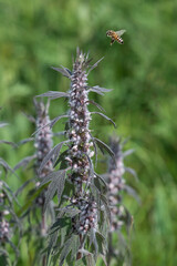 motherwort, Leonurus cardiaca medicinal honeysuckle. Medicinal plant used for treatment of heart and nervous diseases. A bee flies to the flower.