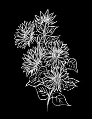 A bouquet of white sunflowers on a black background