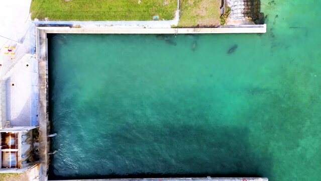 Manatees swimming in warm waters of South Florida