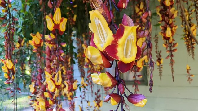 Liana flower. Thunbergia mysorensis. Hanging buds.