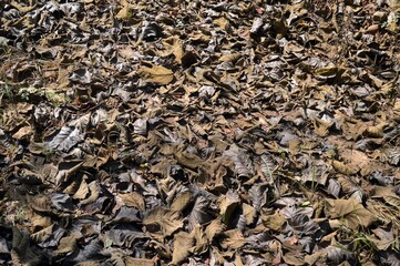  dry leaves for texture background