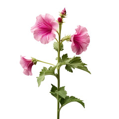 Hollyhock flower isolated on transparent background