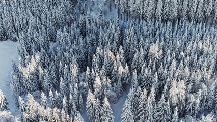 Snowy forest