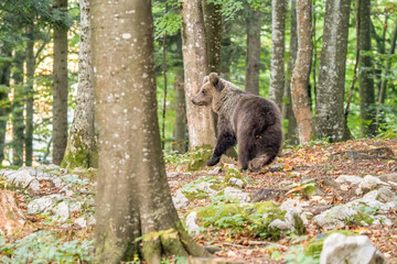 Wild Brown Bear (Ursus arctos) . Natural habitat. Slovakia