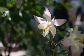 Aquilegia vulgaris aquilegia waterspout grows in the garden and is illuminated by bright sunlight. Blooming spring