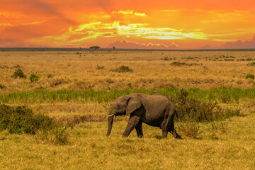 Clsoe up of African Bush Elephants walking on the road in wildlife reserve. Maasai Mara, Kenya, Africa. (Loxodonta africana)