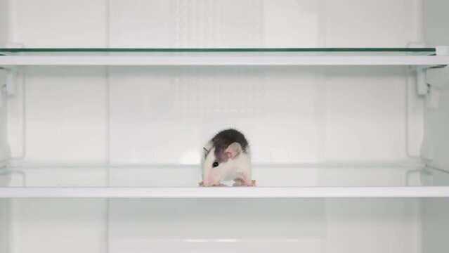 A colorful decorative husky rat runs along the shelf of an open refrigerator. Rodent in the house