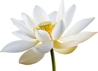 Lotus flower isolated on transparent background. PNG