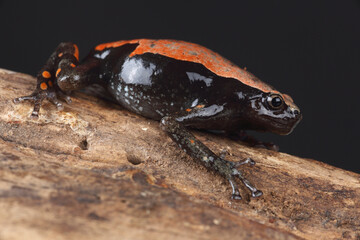 An Accra Snake-necked Frog on a tree branch
