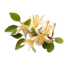 Obraz premium Honeysuckle flower isolated on transparent background