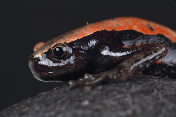 An Accra Snake-necked Frog on a rock
