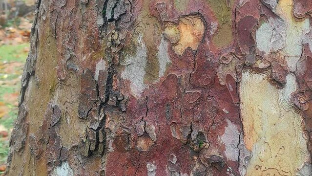 Close view of the texture of the American Sycamore tree bark , Platanus Occidentalis , left to right camera motion.