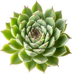 Fototapeta premium Succulent plant isolated on transparent background. PNG