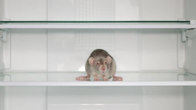 A gray rat on the shelf of an open refrigerator. Rodent washes itself