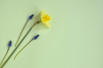 One yellow daffodil flower and tender grape hyacinths on pale green background. Top view, flat lay. Copy space. Spring flowers, holiday, easter. Selective focus.