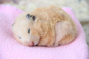 Syrian hamster sleeps on pink blanket