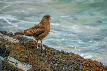 Closeup of a hack on the shores of the Beagle Channel, Tierra del Fuego National PArk, Patagonia, Argentina