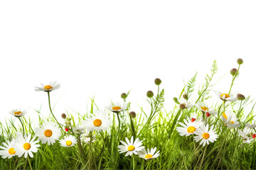 Spring grass and daisy flowers on white background - 724517281