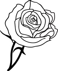 rose and a rose, rose vector design 