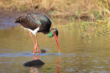 Schwarzstorch / Black Stork / Ciconia nigra.