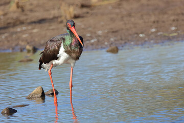 Schwarzstorch / Black Stork / Ciconia nigra.