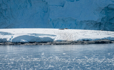 Seals resting on the snow on a beach in Paradise, mainland Antarctic Peninsula, Antarctica