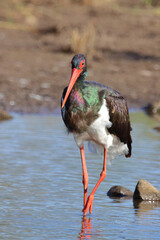 Schwarzstorch / Black Stork / Ciconia nigra.