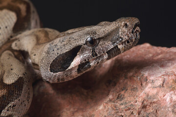 Portrait of a Common Boa against a black background
