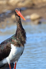 Schwarzstorch / Black Stork / Ciconia nigra.