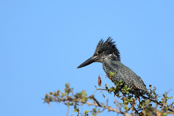 Riesenfischer / Giant kingfisher / Megaceryle maxima
