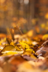 Leaves on a path in an autumn forest